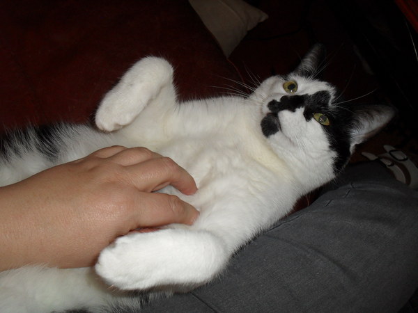 Rub my tum goddammit woman
