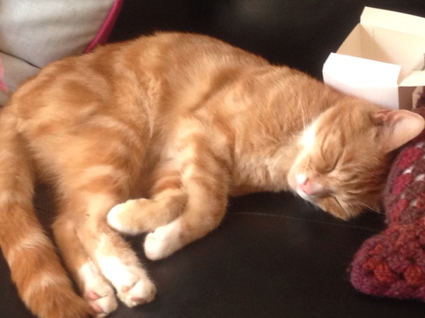 I need to rehome my kitten :-(