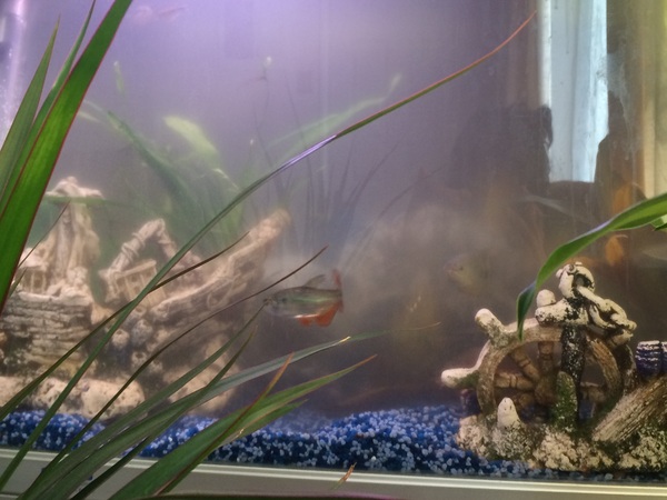 inheriting an aquarium: advice please?