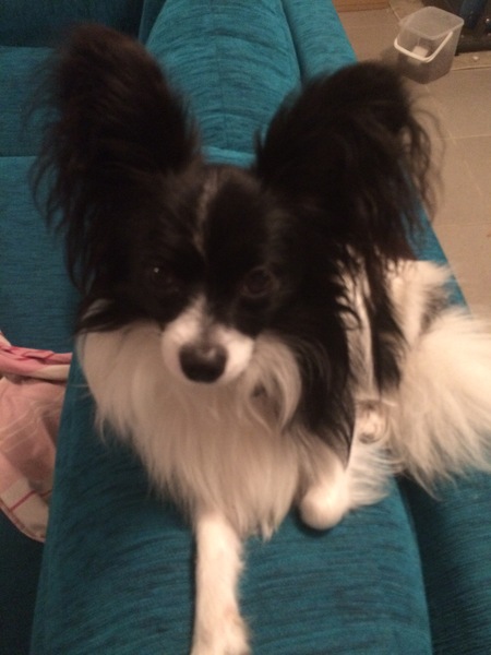 Show me your dogs while I'm waiting for mine!
