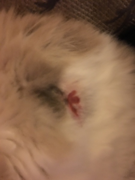 Cat that majorly overgrooms!