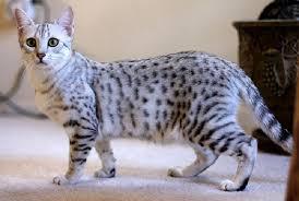 To think this kitten is BROWN!?