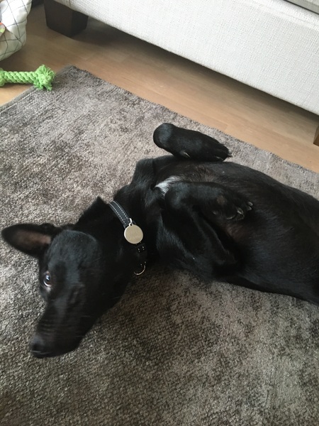 Show me your dogs while I'm waiting for mine!