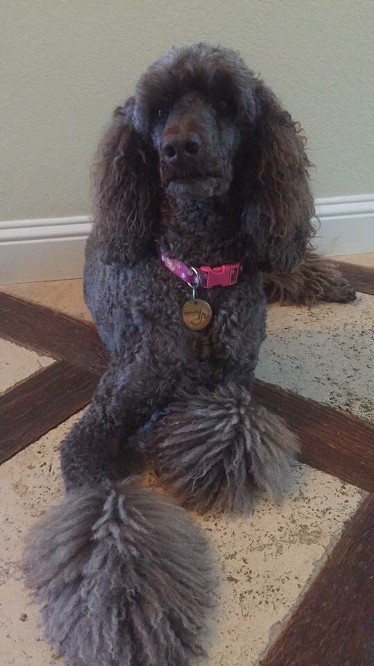 Labradoodle