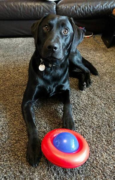 Show me your dogs while I'm waiting for mine!