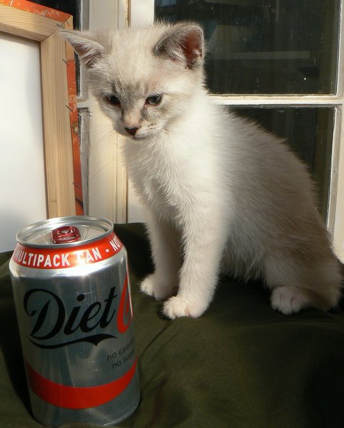 Cat photo thread!
