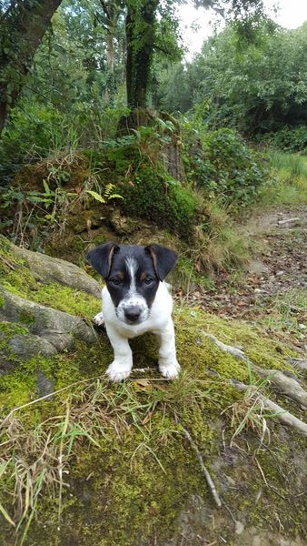 Show me your dogs while I'm waiting for mine!