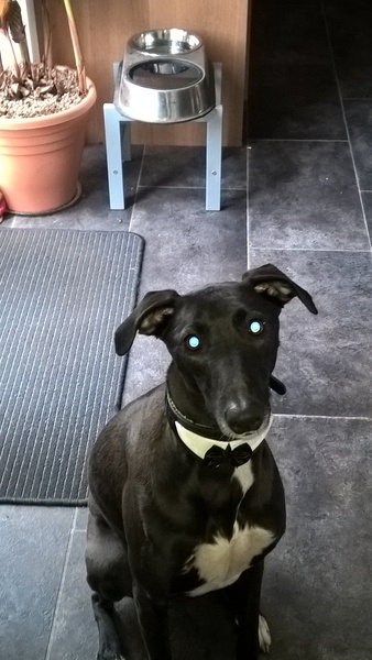 Show me your dogs while I'm waiting for mine!