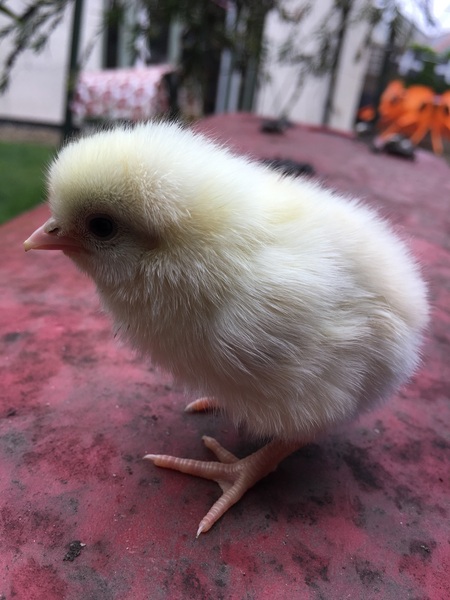 Chicken pics