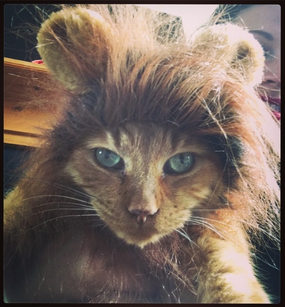 To think this kitten is BROWN!?