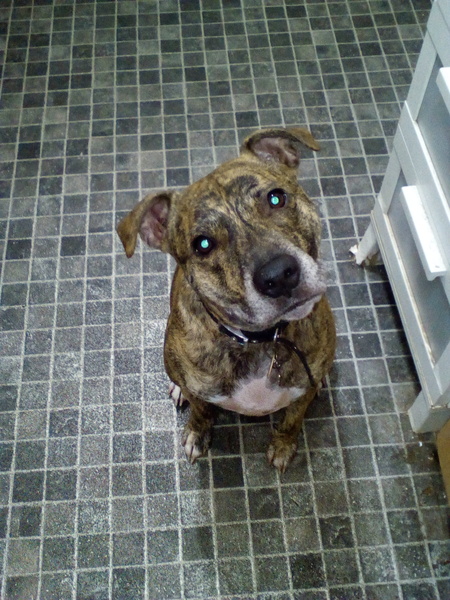 Staffies