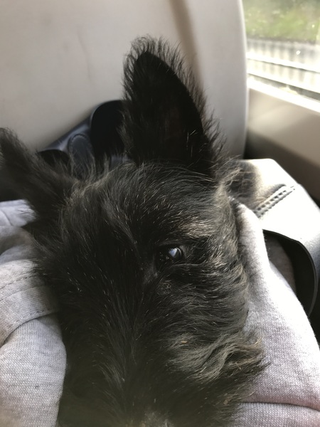 Show me your dogs while I'm waiting for mine!