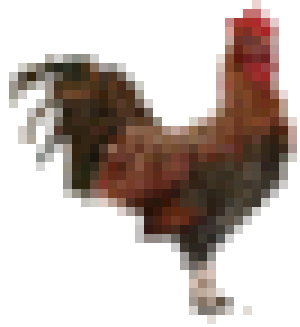 Chicken pics