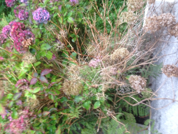 Hydrangea help!