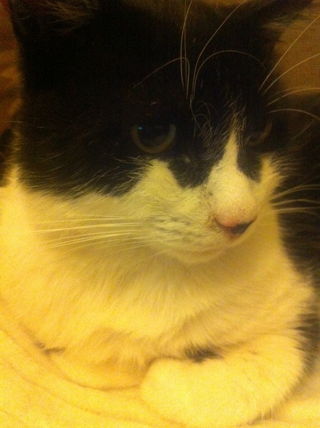 I need to rehome my kitten :-(