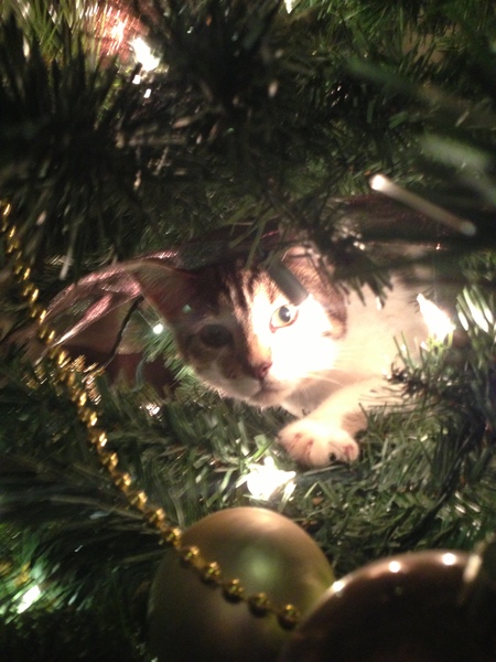 Christmas trees and kittens