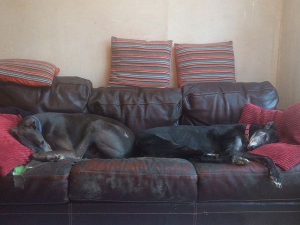 Where does your dog sleep at night ?