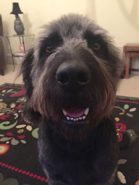 Show me your dogs while I'm waiting for mine!