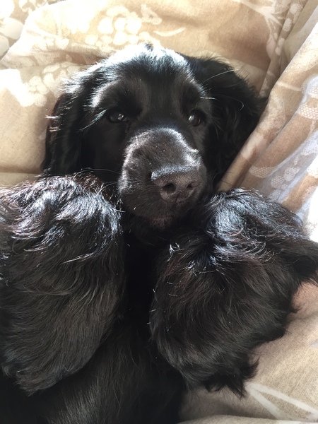 Suggestions for suitable second dog please
