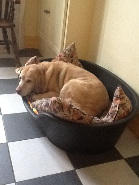 Show me your dogs while I'm waiting for mine!