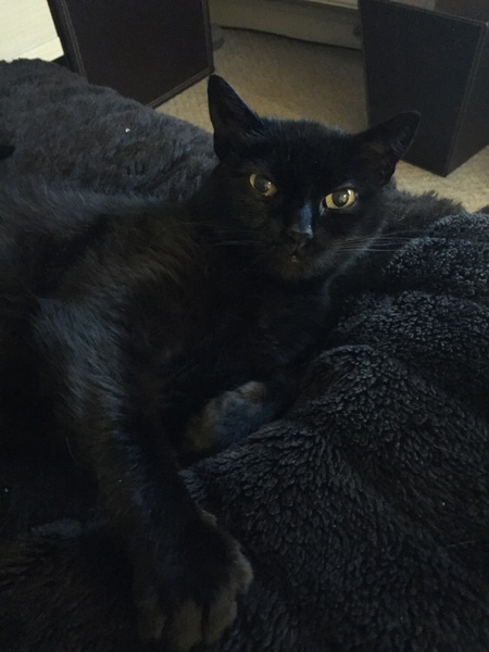 Cat photo thread!