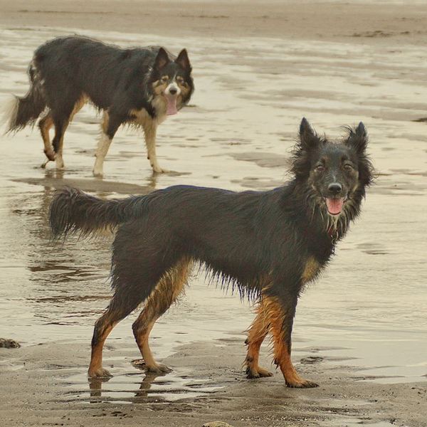 Show me your dogs while I'm waiting for mine!