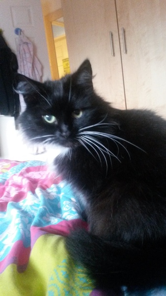 National Black Cat Day