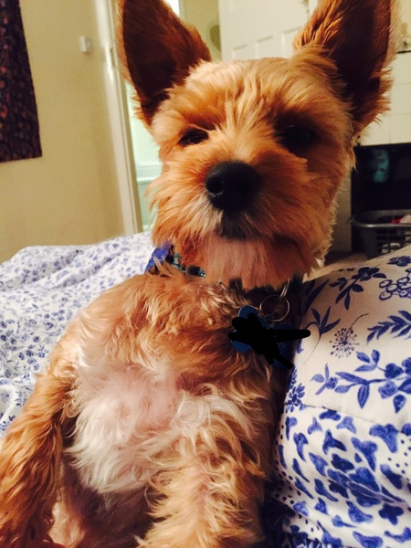 Show me your dogs while I'm waiting for mine!