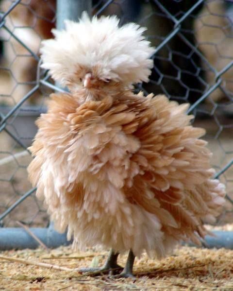 Chicken pics