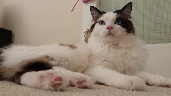 Indoor cats - please forgive dumb question...