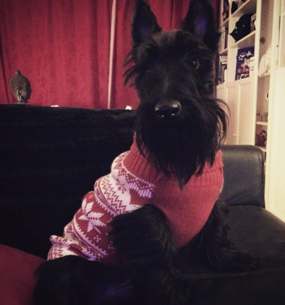 Anyone got a Scottish Terrier?  Can you tell me about them please :)
