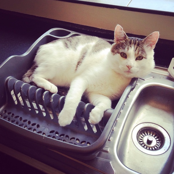Cat photo thread!