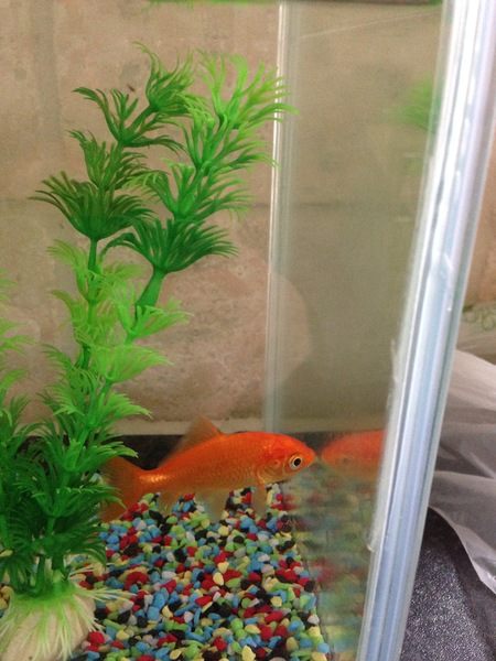 Please critique my goldfish care