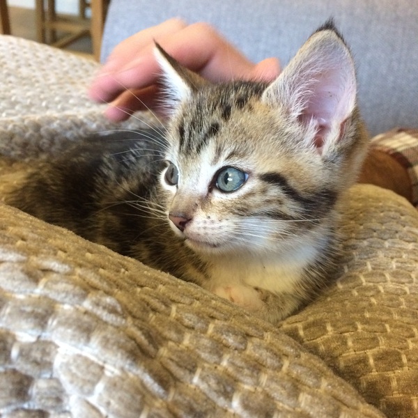 Kitten not weaned fully?