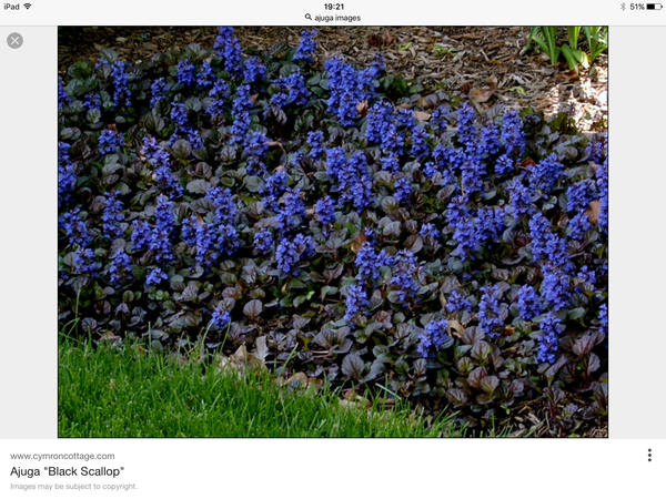 What to plant with Hibiscus syriacus 'Oiseau Bleu'