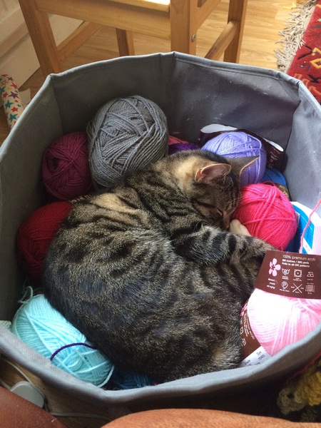 Cat photo thread!