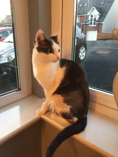 Cat photo thread!
