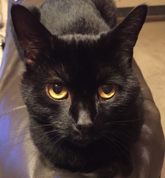 To think this kitten is BROWN!?