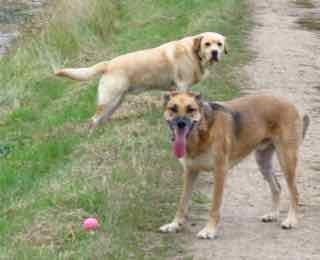 Show me your dogs while I'm waiting for mine!