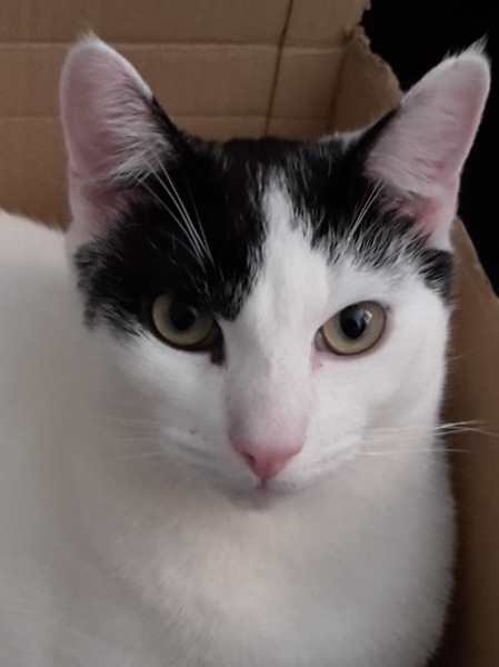 Cat photo thread!