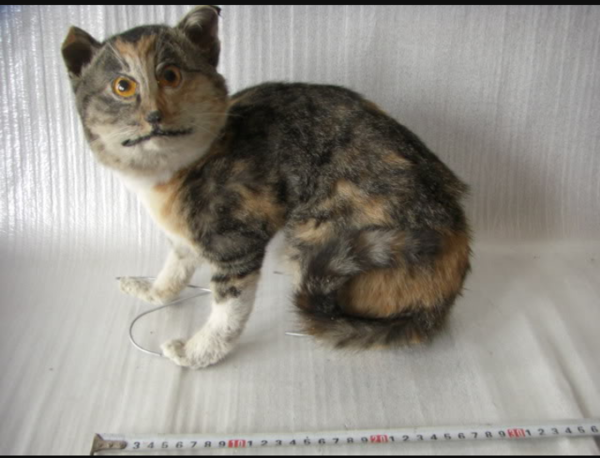 To get my cat stuffed anyway?