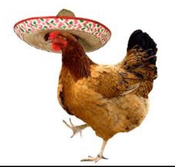 Chicken pics