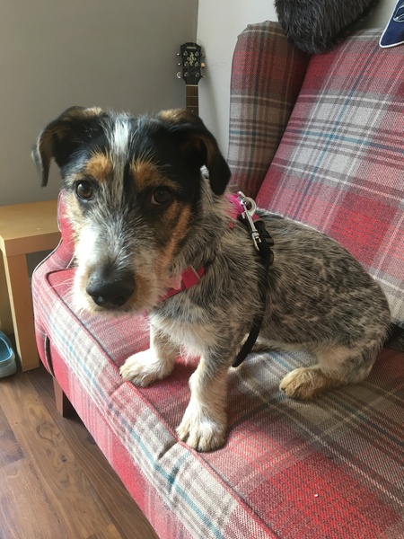 Adopting a dog from an overseas rescue centre. WWYD?