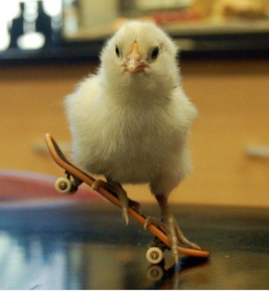 Chicken pics