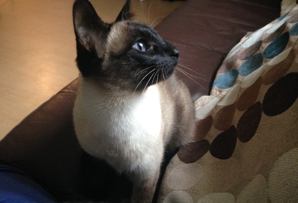 Siamese fix