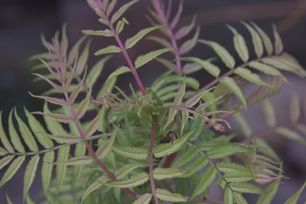Please can anyone tell me the name of this plant