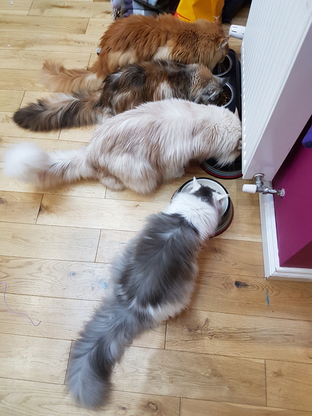 To think this kitten is BROWN!?
