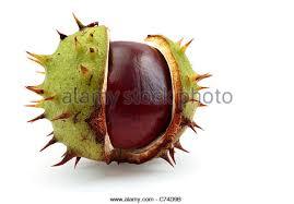 Mystery vomited object