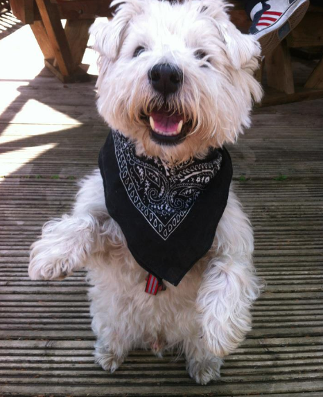 Anyone got a Scottish Terrier?  Can you tell me about them please :)