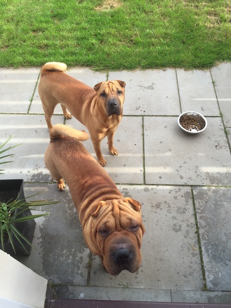 Show me your dogs while I'm waiting for mine!